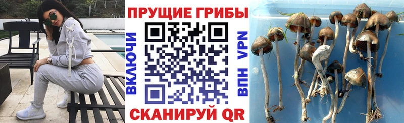 omg маркетплейс  Высоцк  Псилоцибиновые грибы Psilocybe 